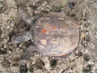 041225084820_dead_turtle_shell