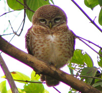 041225101638_spotted_owlet