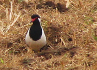 041225103334_red-wattled_lapwing