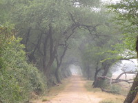 041225113832_trails_in_bharatpur