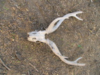 041225162052_deer_killed_by_python