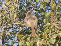 041227080822_jungle_babbler