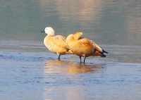 041227092612_ruddy_shelduck