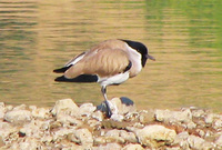 041227092742_river_lapwing