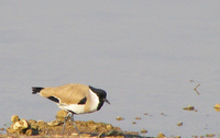 041227093530_river_lapwing