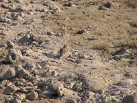 041227094018_sand_lark