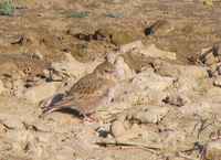 041227094038_sand_lark