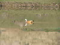 041227100818_ruddy_shelduck