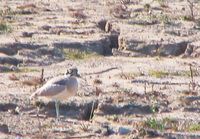 041227101320_great_thick-knee