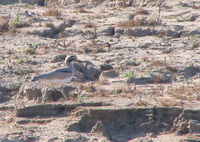 041227101404_great_thick-knee