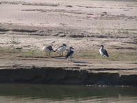 041227102124_comb_ducks