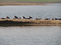 041227104204_indian_skimmers_and_comb_ducks