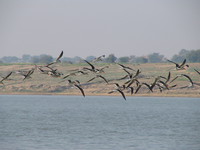 041227104220_flying_indian_skimmers