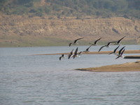 041227104330_indian_skimmers