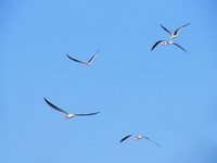 041227104452_indian_skimmers