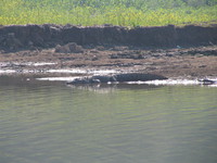 041227105252_marsh_crocodile