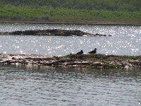 041227105342_river_tern