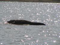 041227105442_marsh_crocodile