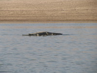 041227110758_gharial