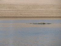 041227113208_gharial