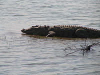 041227114252_marsh_crocodile