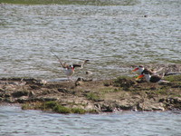 041227114346_indian_skimmers_on_their_private_island