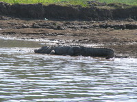 041227114636_marsh_crocodile