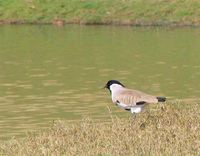 041227115952_river_lapwing