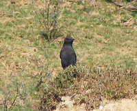 041227120224_blue_rock-thrush