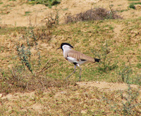 041227120232_river_lapwing