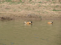 041227120452_ruddy_shelduck