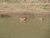 041227120452_ruddy_shelduck