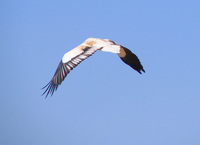 041212235214_egyptian_vulture_flying