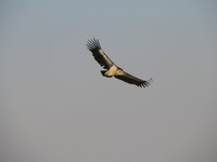 041216013536_soaring_vulture_at_jodhpur