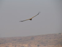 041216013540_king_vulture_in_jodhpur