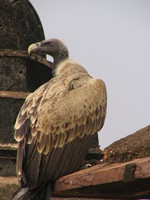 050103110102_indian_vulture_at_orcha_jehangir_mahal