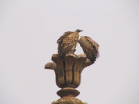 050103120544_two_indian_vultures_at_orcha_jehangir_mahal