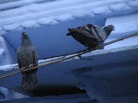 041218033202_pigeons_at_udaipur