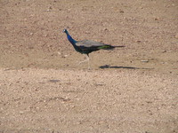 041211201640_peacock_at_thar_desert