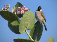 041212191838_bird_at_jaisalmer