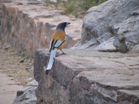 041222150942_indian_treepie