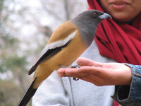 041223084906_indian_treepie