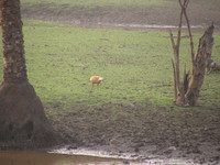 041223163918_ruddy_shelduck