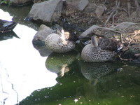 050106125706_common_teals