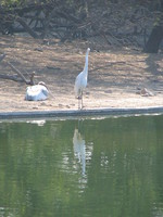 050106130224_spoonbills