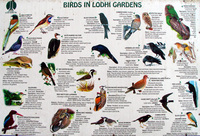 050110131048_birds_in_lodhi_gardens