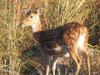 041203183630_retrospect_of_the_spotted_deer