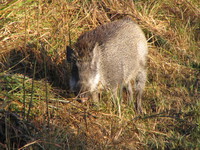 041203183842_mean_wild_boar