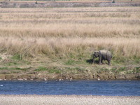 041203210056_elephant_bank