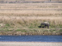 041203210056_elephant_bank